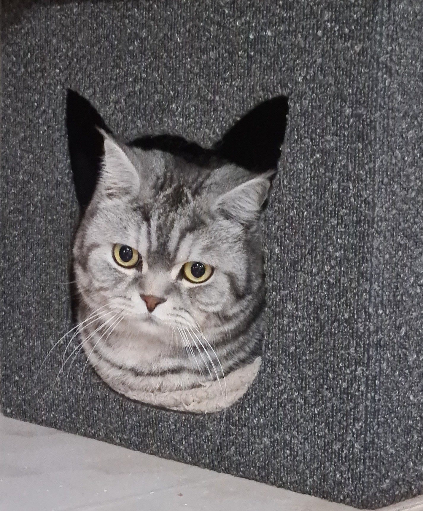 A content cat settled into its cattery house
