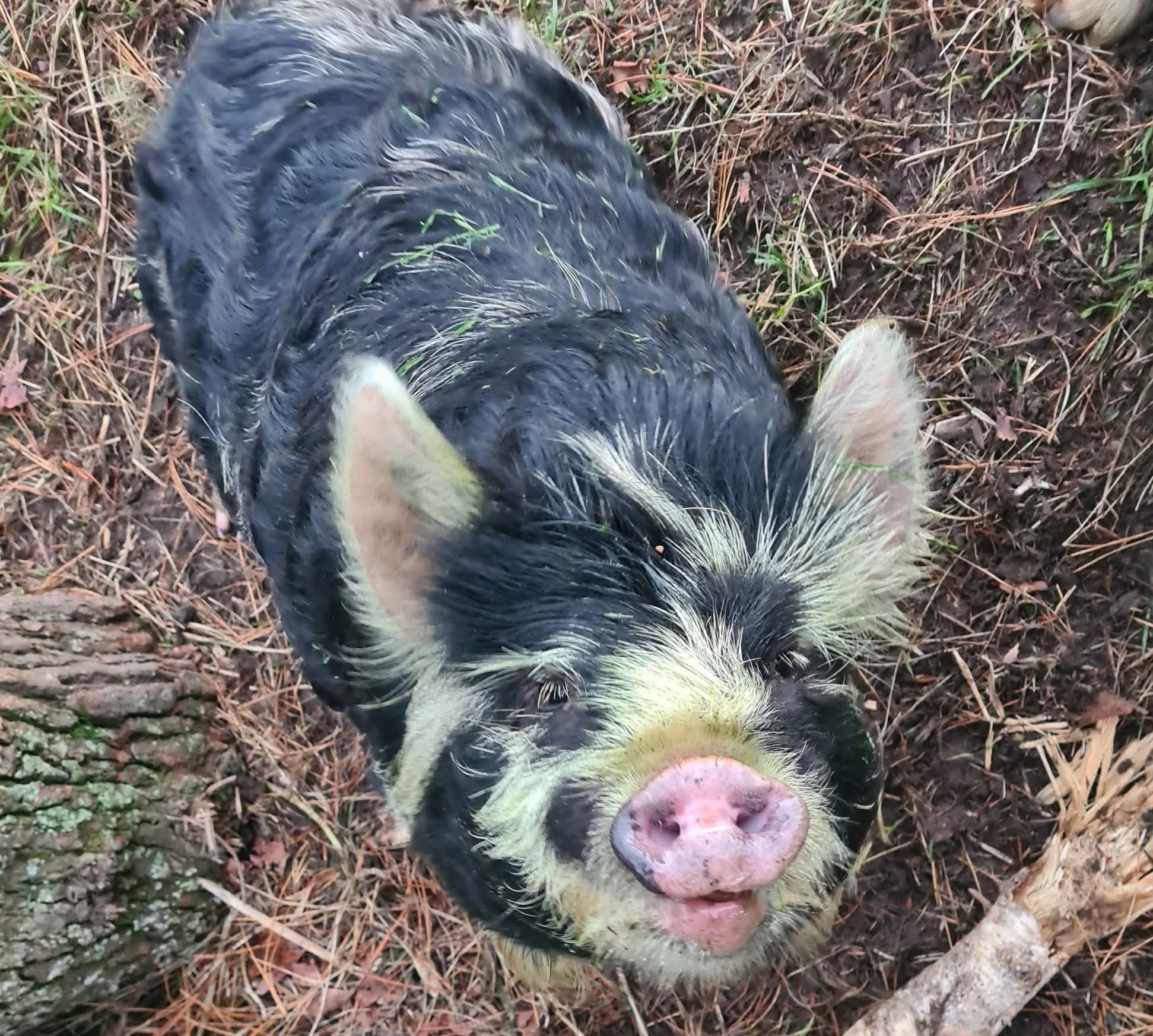 The cattery's friendly resident pig