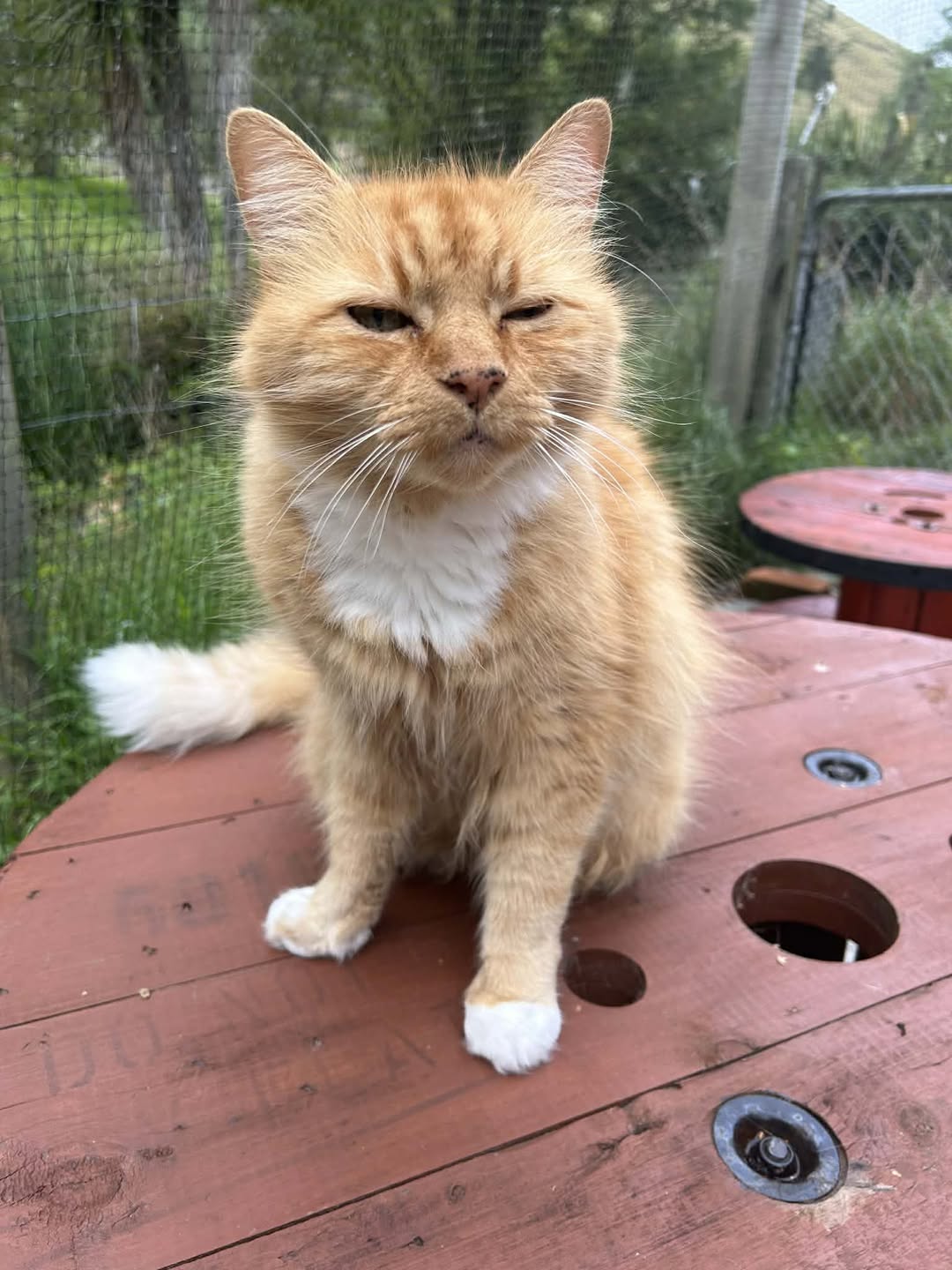 Rufus, a handsome ginger cat, enjoying the outdoor run