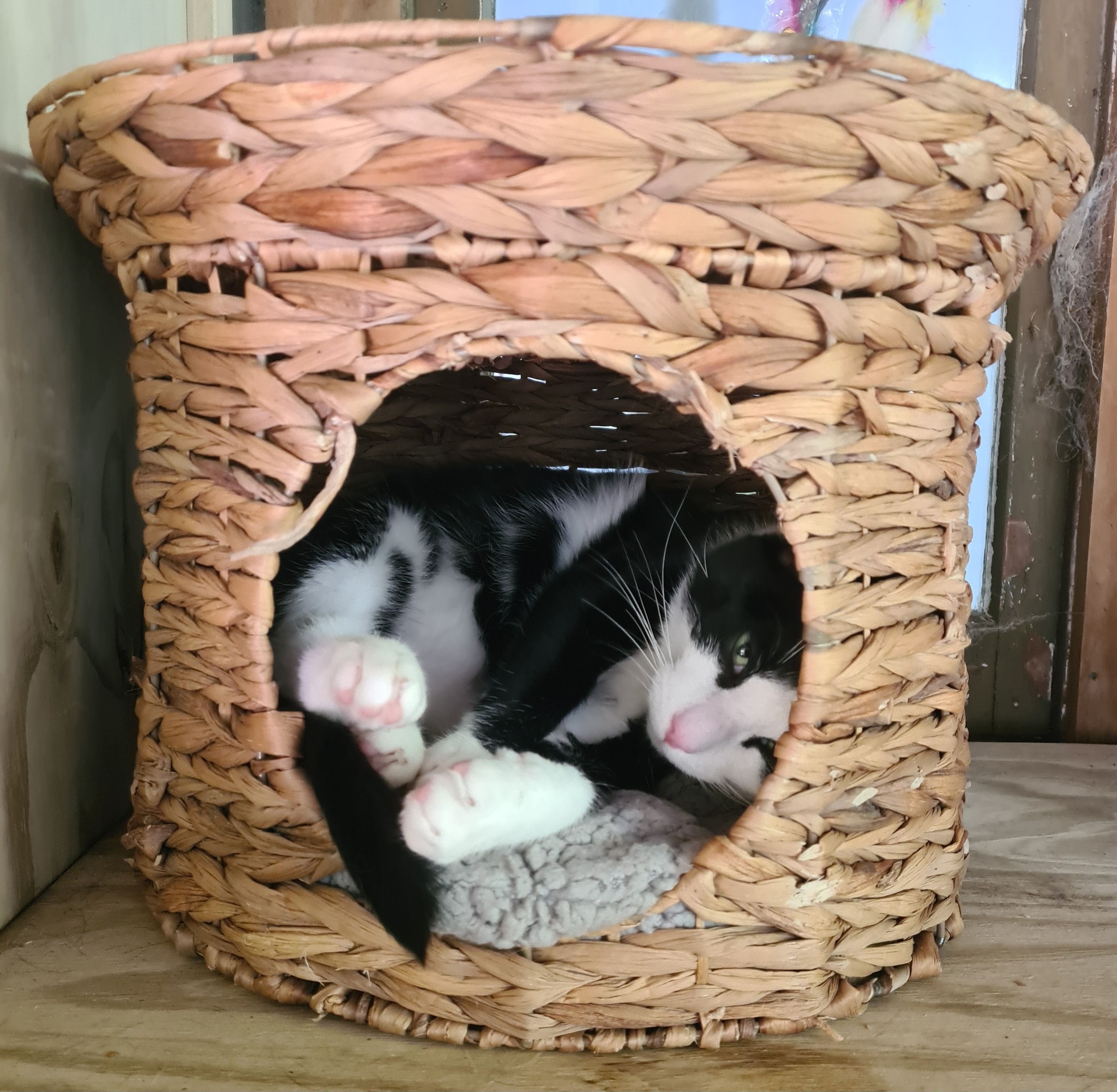 Comfortable cattery accommodation