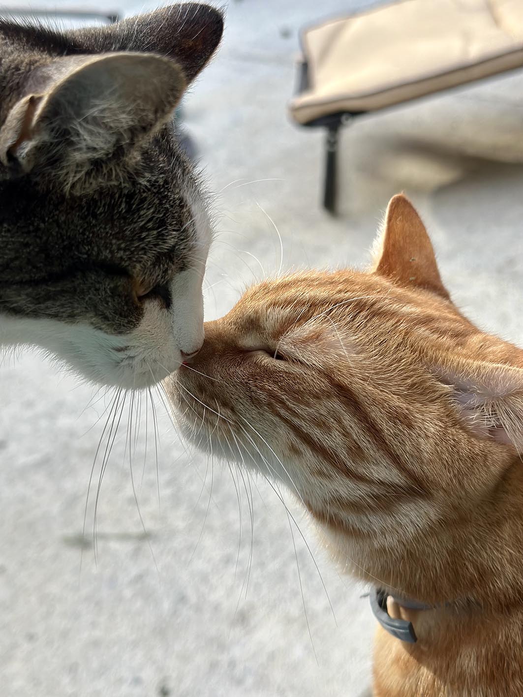 Two cats sharing a moment